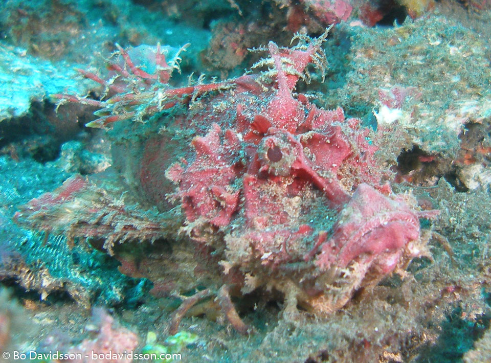 BD-080330-Lembeh-3302330-Rhinopias-frondosa-(Günther.-1892)-[Weedy-scorpionfish].jpg